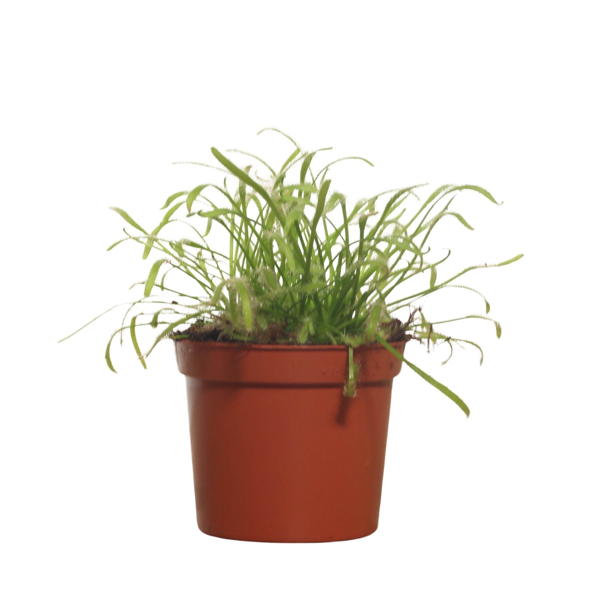 Drosera | Orvalho do Sol